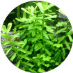 ingredient_2